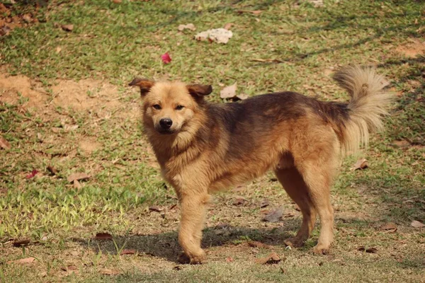 Brown cão pernas desativadas — Fotografia de Stock