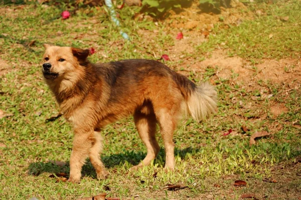 Brown cão pernas desativadas — Fotografia de Stock