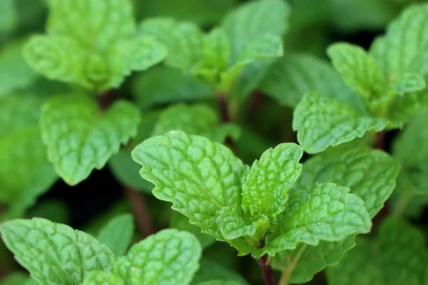 Pianta di menta piperita in giardino — Foto Stock