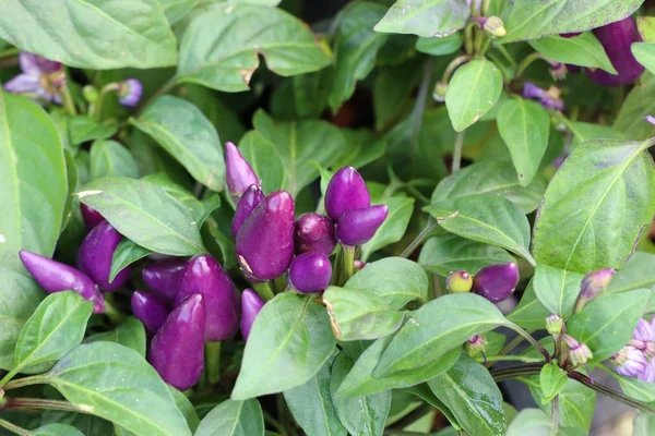 Chilli papričky v zahradě — Stock fotografie