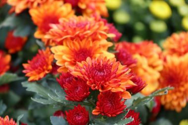 Tropikal kasımpatı çiçeği