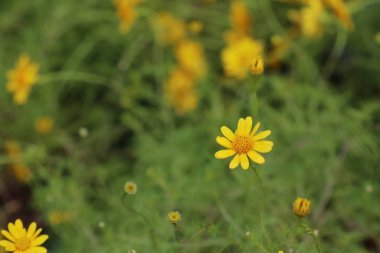 Diasy çiçek bahçesinde