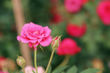 Tropikal pembe güller