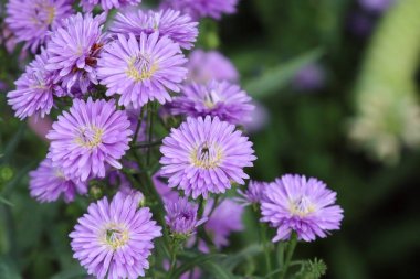 Tropikal mor krizantem