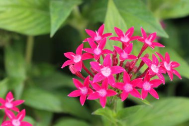 MahS çiçekler, tropikal