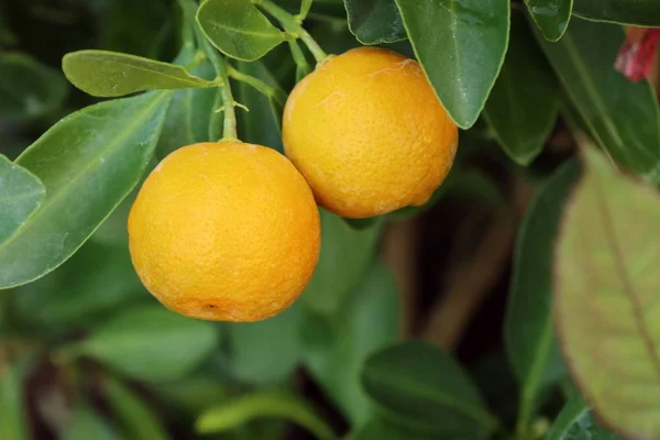 Orange plantera i trädgården — Stockfoto