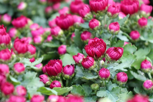 Fleur de chrysanthème en tropical — Photo