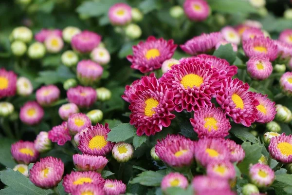 Chrysanthemenblüte in tropischen — Stockfoto