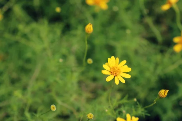 Diasy fleur dans le jardin — Photo