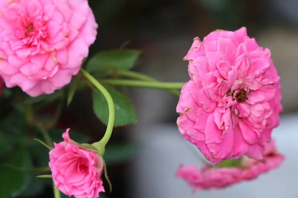 Rosas cor de rosa em tropical — Fotografia de Stock