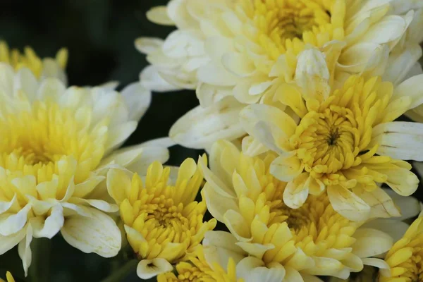 Fleur de chrysanthème en tropical — Photo