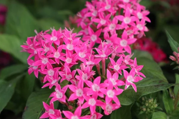 Ixora flores en tropical — Foto de Stock