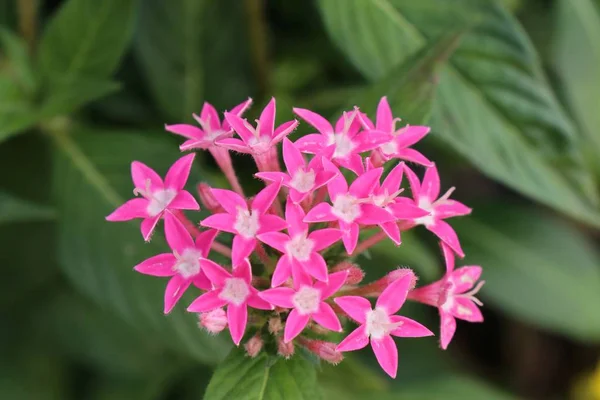 Ixora bloemen in tropische — Stockfoto