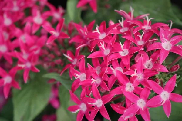 Ixora květiny v tropických — Stock fotografie