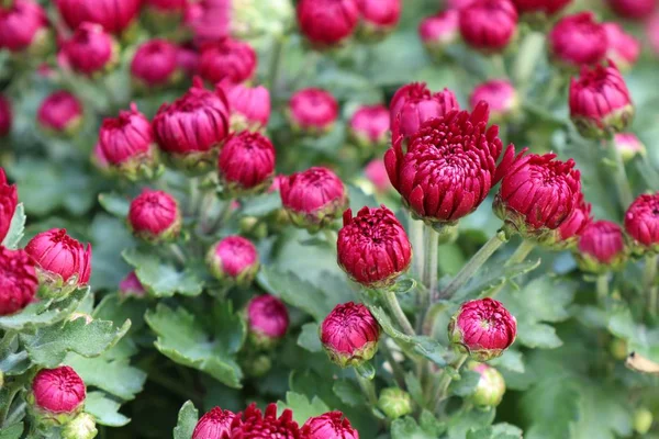 Chrysanthemenblüte in tropischen — Stockfoto