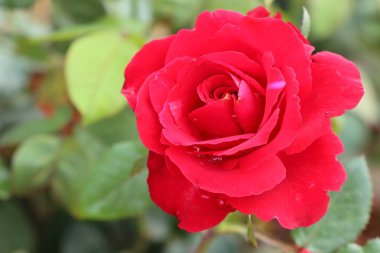 Tropikal güzel güller