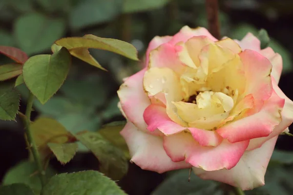 Krásné Růže Tropických — Stock fotografie