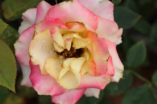 Όμορφα Τριαντάφυλλα Στην Τροπική — Φωτογραφία Αρχείου