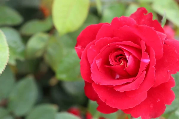 Красиві Троянди Тропіках — стокове фото