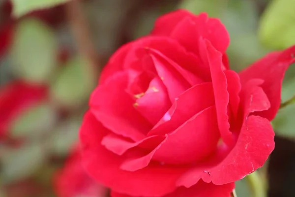 熱帯の美しいバラの花 — ストック写真