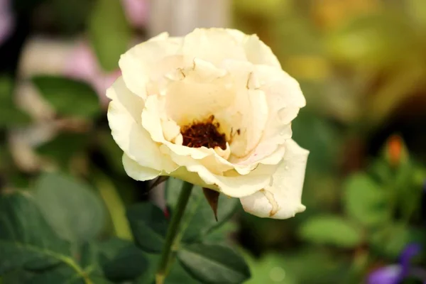 Schöne Rosen Tropischen — Stockfoto
