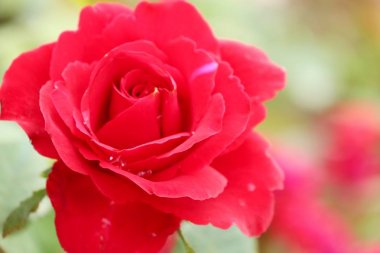 Tropikal güzel güller