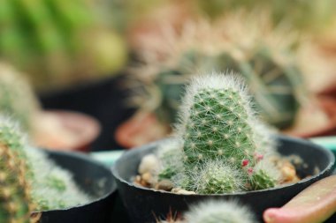 Tropikal güzel kaktüs