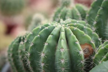 Tropikal güzel kaktüs