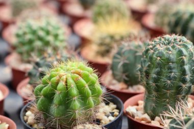 Tropikal güzel kaktüs