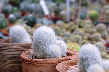 Tropikal güzel kaktüs