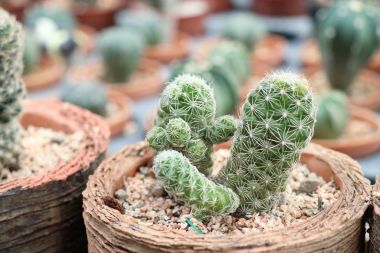 Tropikal güzel kaktüs