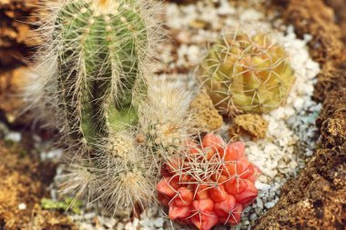 Tropikal güzel kaktüs