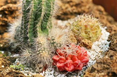 Tropikal güzel kaktüs