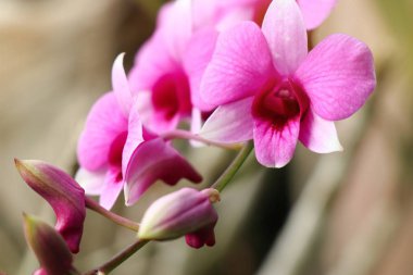 Tropikal Pembe orkide çiçek