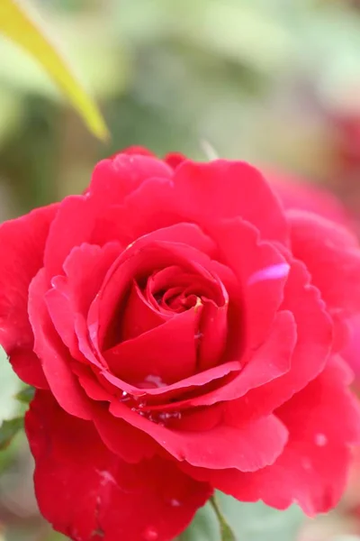 Vackra rosor i tropical — Stockfoto