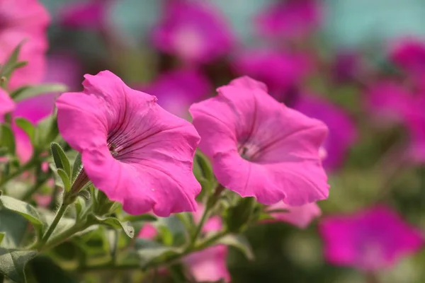 Petunia kwiaty w tropikalnych — Zdjęcie stockowe