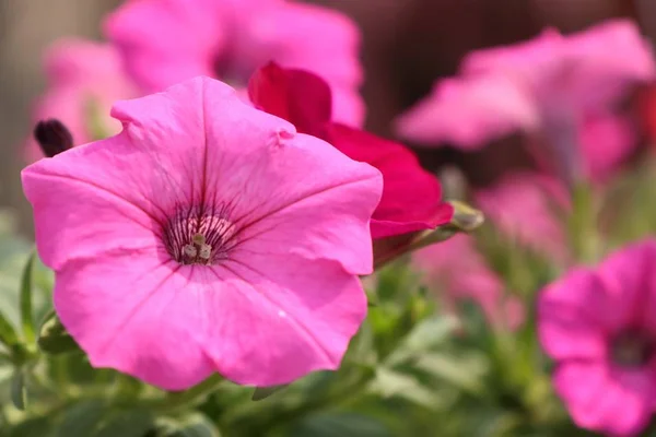 Petunia kwiaty w tropikalnych — Zdjęcie stockowe