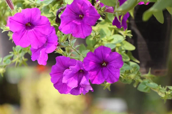 Fleurs de pétunia en tropical — Photo