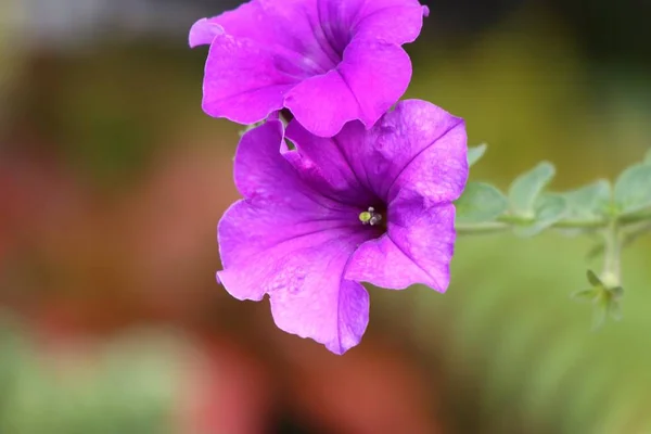 Petunia kwiaty w tropikalnych — Zdjęcie stockowe