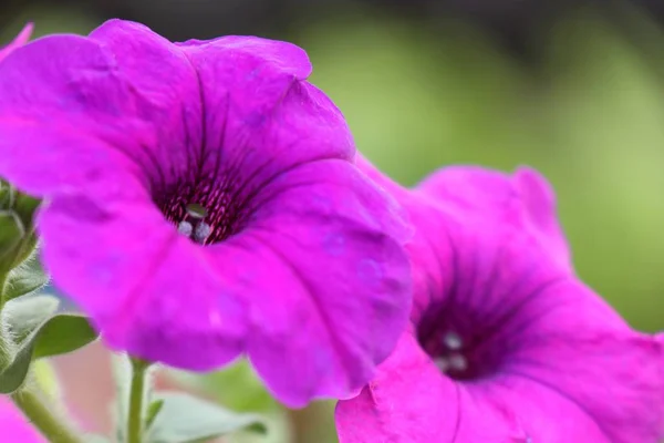 Petunia kwiaty w tropikalnych — Zdjęcie stockowe