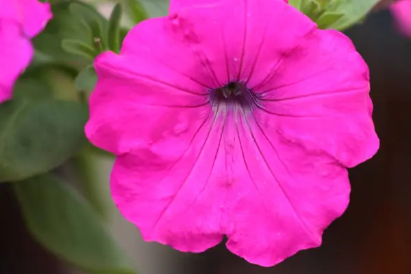 Petunia flowers in tropical — Stock Photo, Image