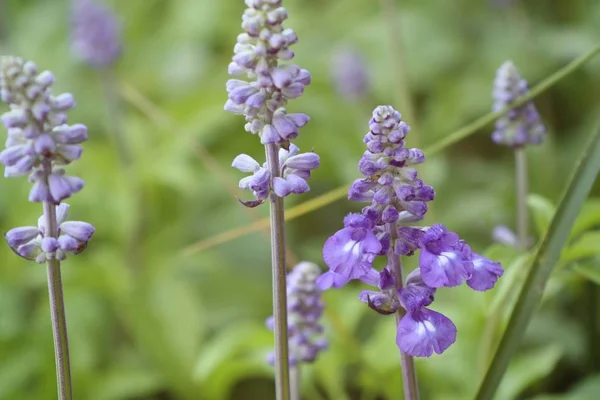 Salvia květina v tropických — Stock fotografie