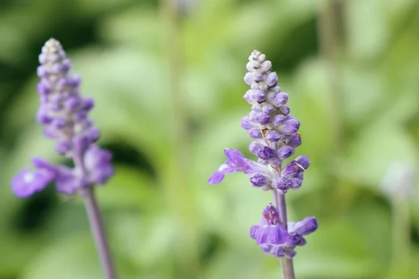 Salvia kwiat w tropikalnych — Zdjęcie stockowe