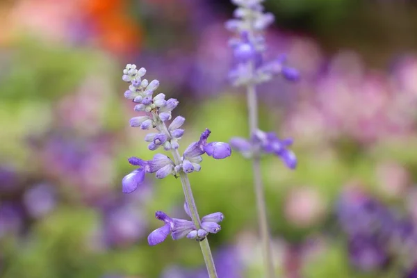 Salvia květina v tropických — Stock fotografie