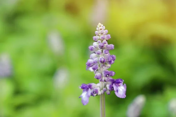 Salvia květina v tropických — Stock fotografie