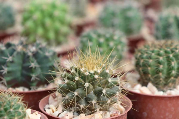 Gyönyörű kaktusz, trópusi — Stock Fotó