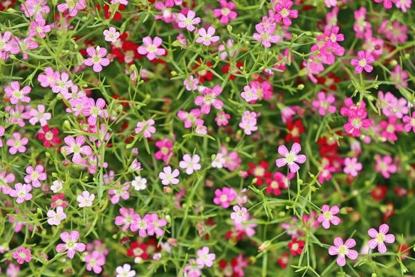 Γυψοφίλης λουλούδι στα τροπικά — Φωτογραφία Αρχείου
