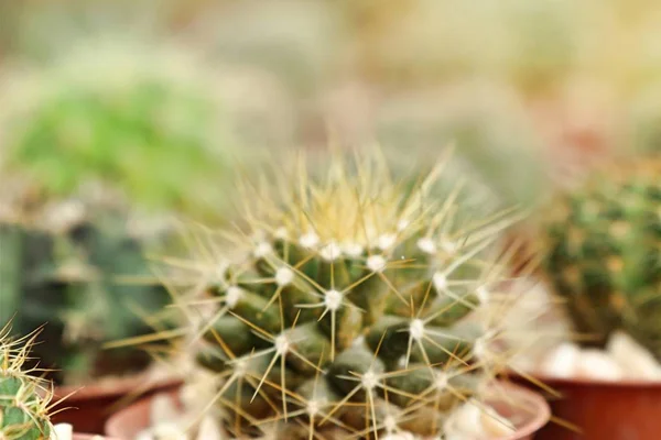Mooie cactus in tropische — Stockfoto