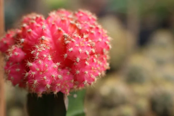 Vackra kaktus i tropiska — Stockfoto