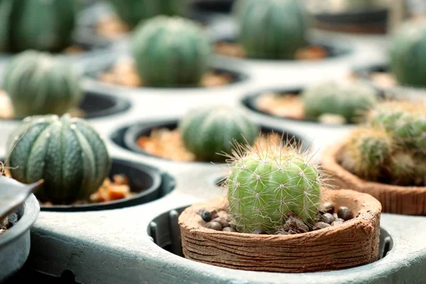 Piękny Kaktus w tropikalnych — Zdjęcie stockowe